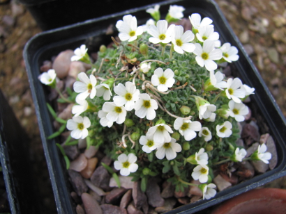 Androsace pyrenaica 